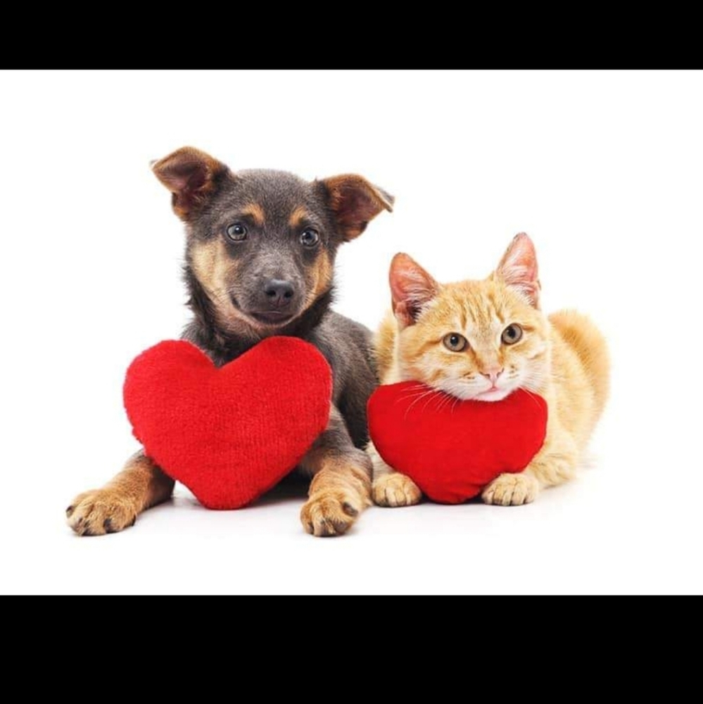 Shelter animals